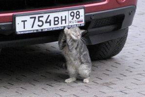 Автоприколы