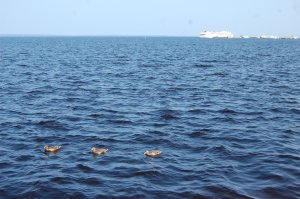 вид на Онежское озеро...два дня как вернулись - очень понравилось в Петрозаводске