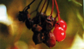 Автоприколы