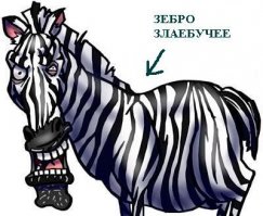 Храбрая зебра спаслась от крокодила