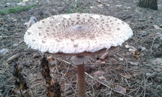 Моя бабушка научила меня разбираться в грибах. И она в них очень хорошо разбиралась и научила данному искуству меня. Все грибы, которые на изломе дают белый сок-съедобны. Их ещё называют млечники.

А это-отличный съедобный гриб. Но берите только шляпки.
Это гриб ЗОНТИК