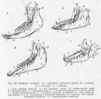 Это челюсть свиньи