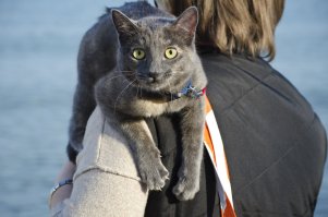 Когда наших гуляем - чем ближе к морю, тем выше лезут :)