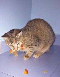 Эта жопка ест даже хурму, орехи, апельсин и яйца целиком заглатывает :)