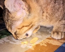 Эта жопка ест даже хурму, орехи, апельсин и яйца целиком заглатывает :)