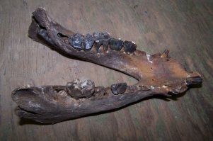 Это фрагмент нижней челюсти свиньи.