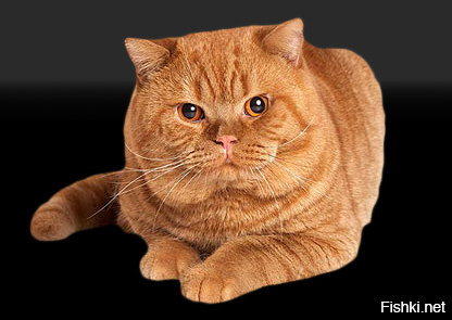 Рыжий британский кот