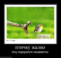 Львы охотятся на цаплю в амстердамском зоопарке