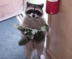 Ваш Котейка?