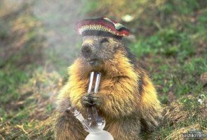  Самый деструктивный зверь в мире