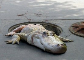 15 самых шокирующих находок в канализации