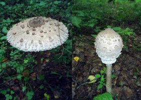 Подосиновики, Зонтик пестрый (Жареный очень вкусный) и опята забыты