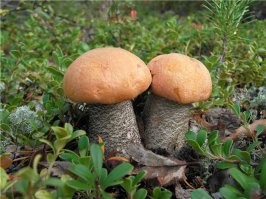 Подосиновики, Зонтик пестрый (Жареный очень вкусный) и опята забыты