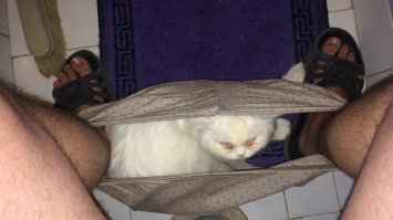 Заорал мой кот, скрёбся в дверь туалета где, простите, сидел я… Впустил его, думал он тоже "посидеть" хочет, а он возьми и залезь ко мне в шорты