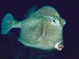 Imagined by Designer Luigi Colani