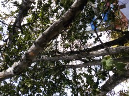 Моё фото, гуляла с ребёнком и заметила белку, у нас они большая редкость) А вы заметили белку? Хотя, в принципе, не сложно)