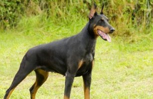 Так это девочка.