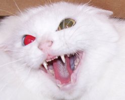 20 пугающих фотографий кошачьего языка