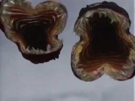 Параллельная Вселенная: Фотографии сделанные под микроскопом