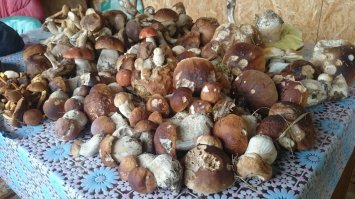 Съедобные грибы: наглядные подсказки для начинающих грибников