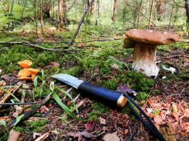 Можайский район. 
"Лесной натюрморт"...