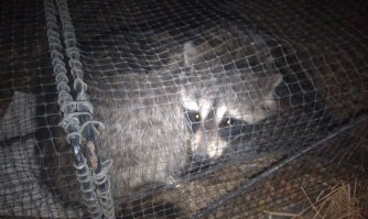 Хищник! Они как-то драку за территорию устроили - только клочья летели. Визг стоял!

А когда попадается - такой "лапочка невинный". 

Это он в краболовку залез. 
Сам залез, сам и вылез. Но пофоткать успели. :) 

Это, кстати, единственное, что за месяц в не попалось. :)