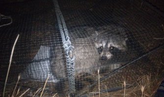 Хищник! Они как-то драку за территорию устроили - только клочья летели. Визг стоял!

А когда попадается - такой "лапочка невинный". 

Это он в краболовку залез. 
Сам залез, сам и вылез. Но пофоткать успели.  

Это, кстати, единственное, что за месяц в не попалось. :)