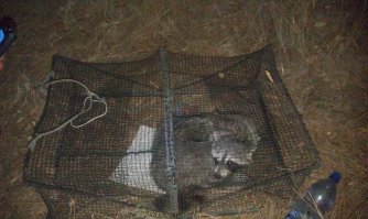 Хищник! Они как-то драку за территорию устроили - только клочья летели. Визг стоял!

А когда попадается - такой "лапочка невинный". 

Это он в краболовку залез. 
Сам залез, сам и вылез. Но пофоткать успели.  

Это, кстати, единственное, что за месяц в не попалось. :)