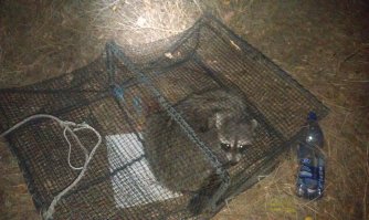 Хищник! Они как-то драку за территорию устроили - только клочья летели. Визг стоял!

А когда попадается - такой "лапочка невинный". 

Это он в краболовку залез. 
Сам залез, сам и вылез. Но пофоткать успели. :) 

Это, кстати, единственное, что за месяц в не попалось. :)