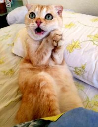 Подсадил на допинг! :)  (Валерьянка)