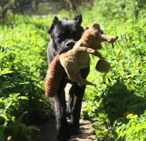 Красивая - да, в остальном обманули =( Но очень добрый.
Мне Джеки тоже нравятся очень. Ещё со времён Маски. Но с таким темпераментом я точно не справился бы.