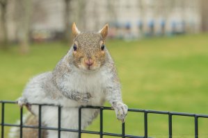 Благодарная толстая белка :)