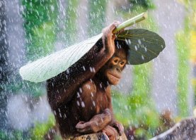 Когда общественное мнение не одобряло зонтики