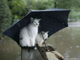 Когда общественное мнение не одобряло зонтики