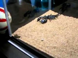 а где фото "в процессе выздоравливания"? так можно легко пост создать. например:
как то гулял я по городу и увидел скорпиона, который казалось уже не подавал признаков жизни. это было довольно таки удивительно, ведь скорпионы редко заползают в наш город. не иначе его переехала машина, подумал я и уже собирался пройти мимо как вдруг скорпион дернул лапкой. это было знаком сверху. я аккуратно сложил раненого беднягу в платочек и уже собрался нести его домой, как вдруг! неподалеку, на последнем издыхании отбывался от стайки муравьев степной кузнечик, случайно залетевший в наш город. я, конечно, люблю муравьев, ведь они наши санитары. но внезапная грусть пронзила меня, взгляд этого кузнечика жалобно молил - по-мо-ги-тееее!!! аккуратно палочкой я сбросил мурашей с его тела и завернул его все в тот же платок.
дома мы всей семьей лечили и выхаживали этих букашек, это был тяжелый процесс. но спустя две недели оба наших новых члена семьи оживленно бегали и скакали, радуя нас и друг друга. оказалось, что они хорошие друзья и всегда радуются когда вместе выходят на прогулки.