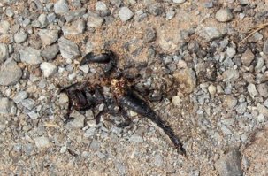 а где фото "в процессе выздоравливания"? так можно легко пост создать. например:
как то гулял я по городу и увидел скорпиона, который казалось уже не подавал признаков жизни. это было довольно таки удивительно, ведь скорпионы редко заползают в наш город. не иначе его переехала машина, подумал я и уже собирался пройти мимо как вдруг скорпион дернул лапкой. это было знаком сверху. я аккуратно сложил раненого беднягу в платочек и уже собрался нести его домой, как вдруг! неподалеку, на последнем издыхании отбывался от стайки муравьев степной кузнечик, случайно залетевший в наш город. я, конечно, люблю муравьев, ведь они наши санитары. но внезапная грусть пронзила меня, взгляд этого кузнечика жалобно молил - по-мо-ги-тееее!!! аккуратно палочкой я сбросил мурашей с его тела и завернул его все в тот же платок.
дома мы всей семьей лечили и выхаживали этих букашек, это был тяжелый процесс. но спустя две недели оба наших новых члена семьи оживленно бегали и скакали, радуя нас и друг друга. оказалось, что они хорошие друзья и всегда радуются когда вместе выходят на прогулки.