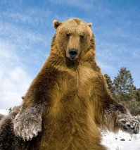 Медведь в России больше чем медведь