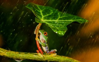 Когда общественное мнение не одобряло зонтики