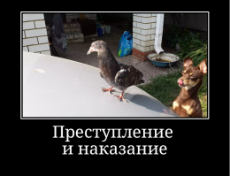 Свежая подборка автоприколов