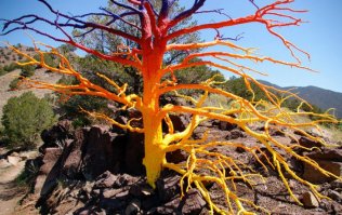 тупо покрасили и всё,  легенду про термитов, для лохов типа автора поста  придумали.

 Художник Curtis Killorn раскрашивает засохшие деревья в разные цвета, даруя им вторую жизнь.