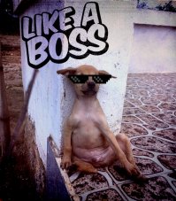 Бездомные щенки не могут перестать обниматься после того, как их спасли