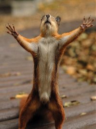 Хвала беличьему Богу )))