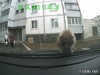 30 забавных картинок и гифок, недавно выловленных в Сети