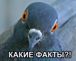 Интересные факты о фильме "Любовь и голуби"