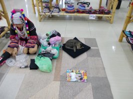 Коты-буддисты: гармония и единение