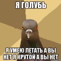 Голубь устроил гонки на скоростной трассе