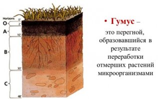 15 изобретательных способов приготовить хумус