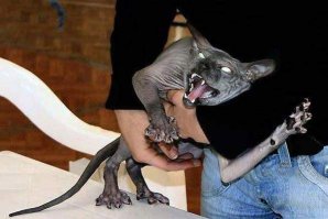 Кошка домашняя, поддотряд любимцы семьи.