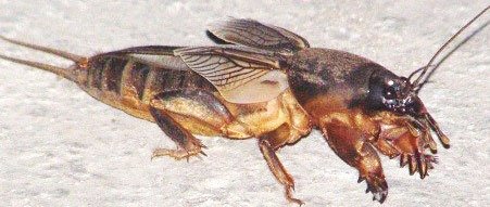 15 реальных животных, про которых можно снимать фильмы ужасов