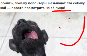 Нелепые фотографии этой собаки из приюта помогли ей прославиться на весь интернет и найти дом  